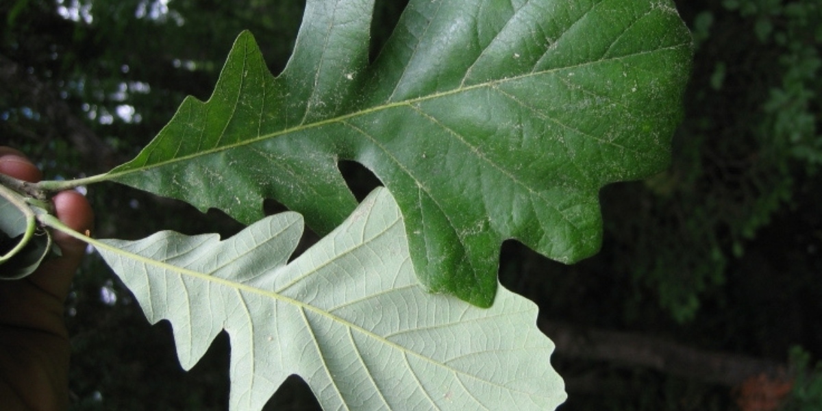 Close-up of bur oak leaves with deep lobes and lighter undersides, showing the distinctive rounded shape typical of the white oak group.