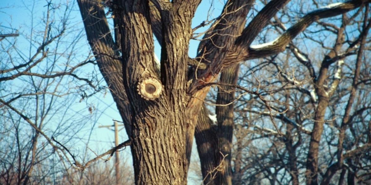 Close-up of a properly pruned oak tree branch in winter, showing a clean cut near the trunk.