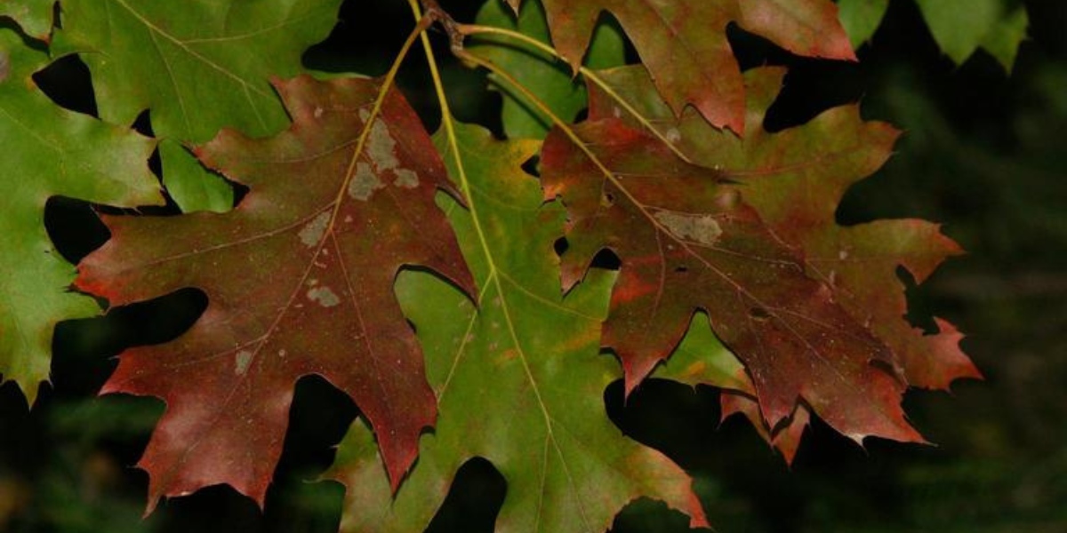 Northern red oak leaves turning red and green, with pointed lobes and bristle tips characteristic of the red oak group.
