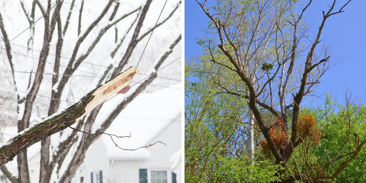 What Should Cincinnati Homeowners Do About Winter Storm Tree Damage This Spring? 1 Side-by-side comparison of a tree branch broken during a winter snowstorm and the same type of damage showing decay months later in spring.