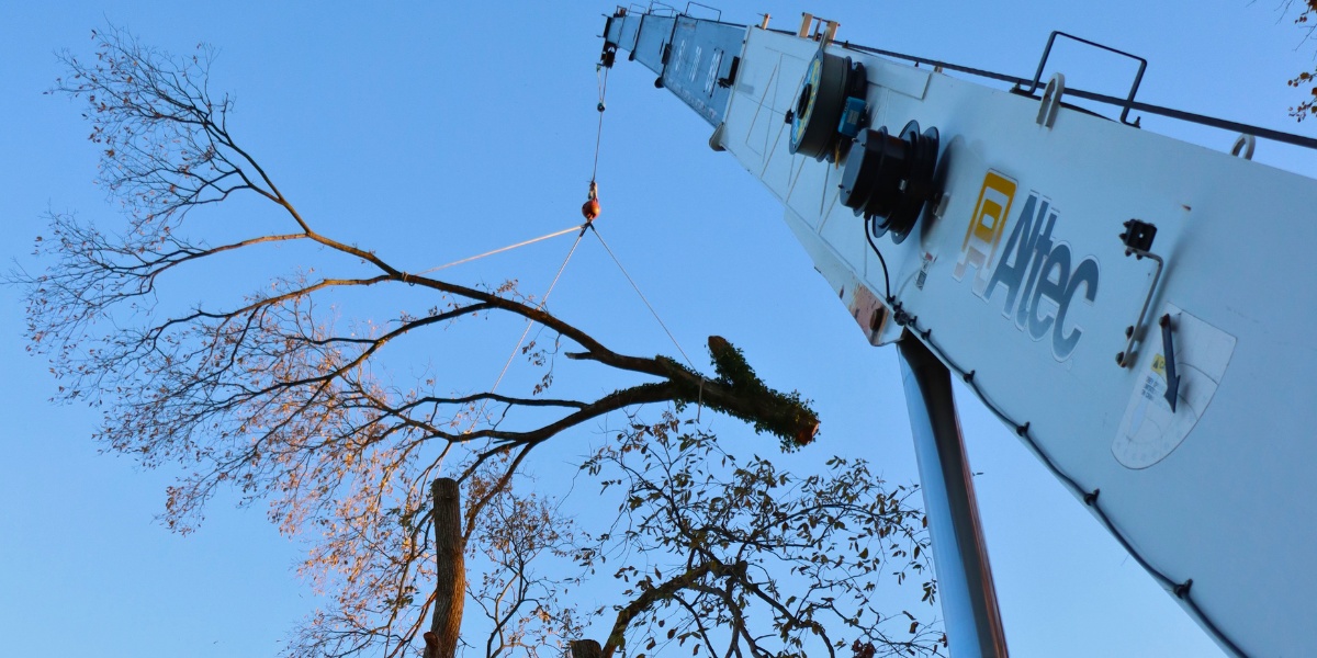 Tree Removal vs Pruning: How to Know What Your Tree Needs 3 Altec crane lifting a large tree branch section with rigging straps during a crane-assisted tree removal, demonstrating professional equipment used for complex jobs.