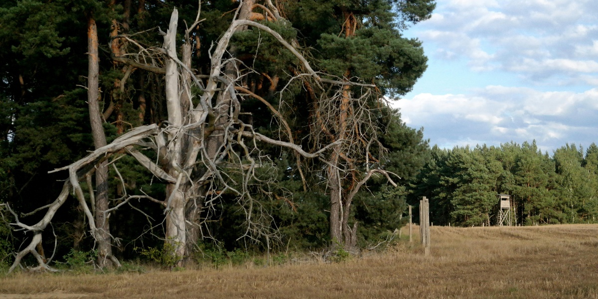 Tree Removal vs Pruning: How to Know What Your Tree Needs 2 Dead tree with bare gray branches and no foliage standing at the edge of a forest, displaying the brittle structure and bark loss typical of trees that need removal.