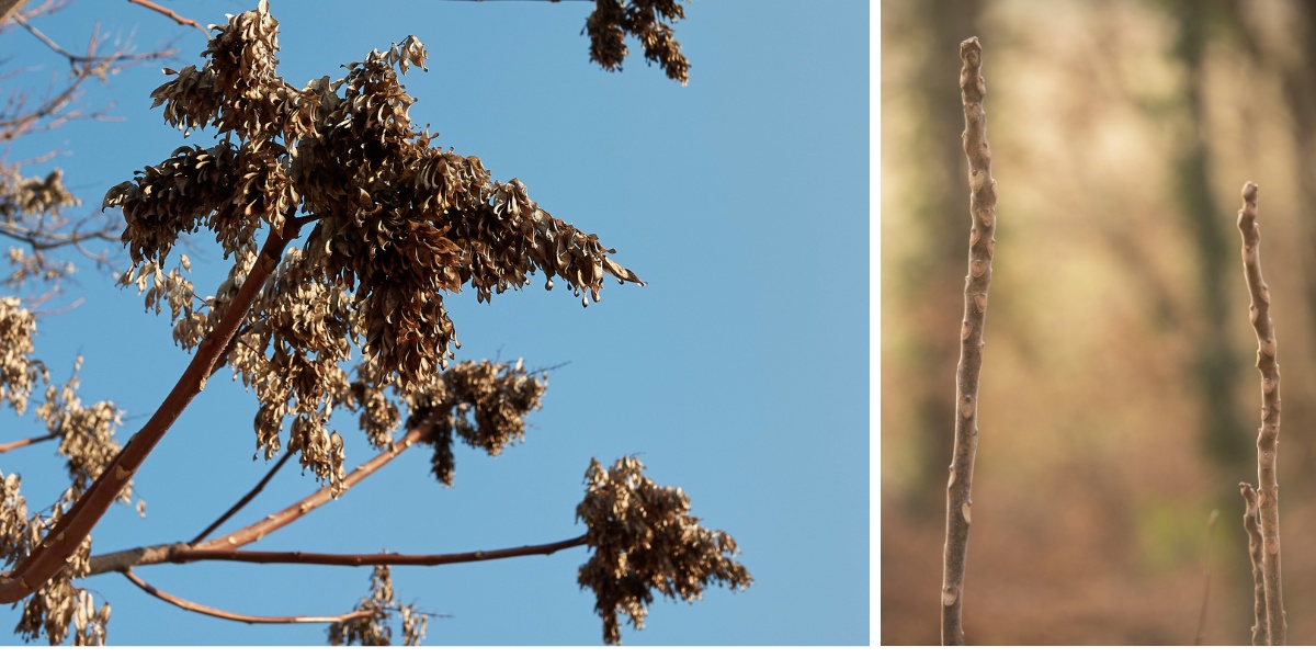 Is That Tree of Heaven in Your Yard? Why Cincinnati Homeowners Should Remove It 1 Split image showing Tree of Heaven winter identification features: left side shows dried tan seed clusters hanging from bare branches against blue sky; right side shows close-up of thick twigs with large heart-shaped leaf scars.