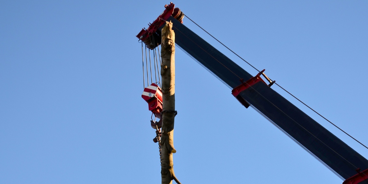 Is That Tree of Heaven in Your Yard? Why Cincinnati Homeowners Should Remove It 2 Lefke Tree Experts crew using a crane to remove a tree trunk section against a clear blue sky in the Cincinnati area.