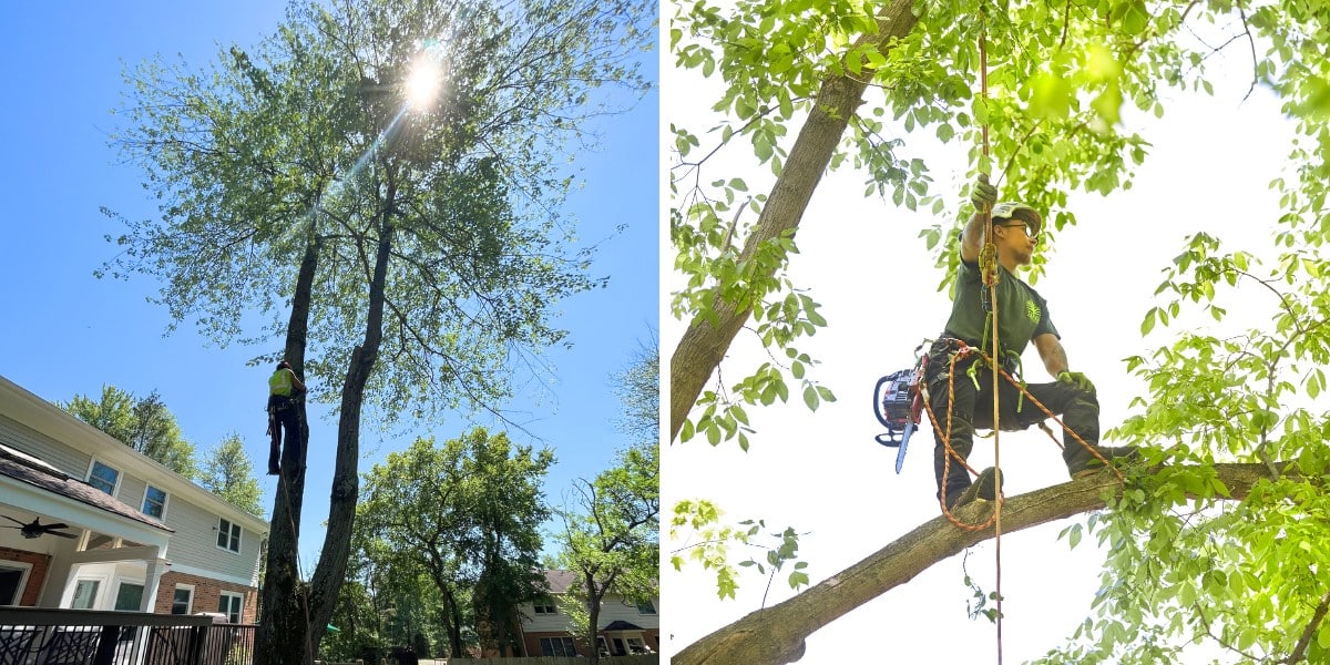 What Pruning Can Do for an Overgrown Tree in Cincinnati 3 A Lefke arborist harnessed in a mature tree, climbing the trunk and making a precise cut on a lateral branch with a chainsaw.