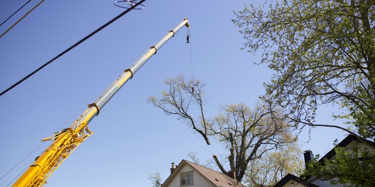 What Pruning Can Do for an Overgrown Tree in Cincinnati 2 A Lefke crane positioned over a Cincinnati home, removing a large tree that had outgrown its space near the roof and power lines.