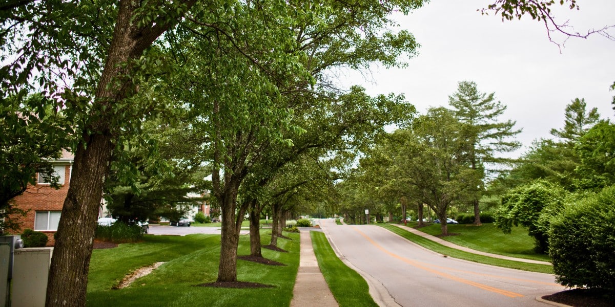 What Pruning Can Do for an Overgrown Tree in Cincinnati 1 A Cincinnati residential street lined with mature deciduous trees in full June leaf.