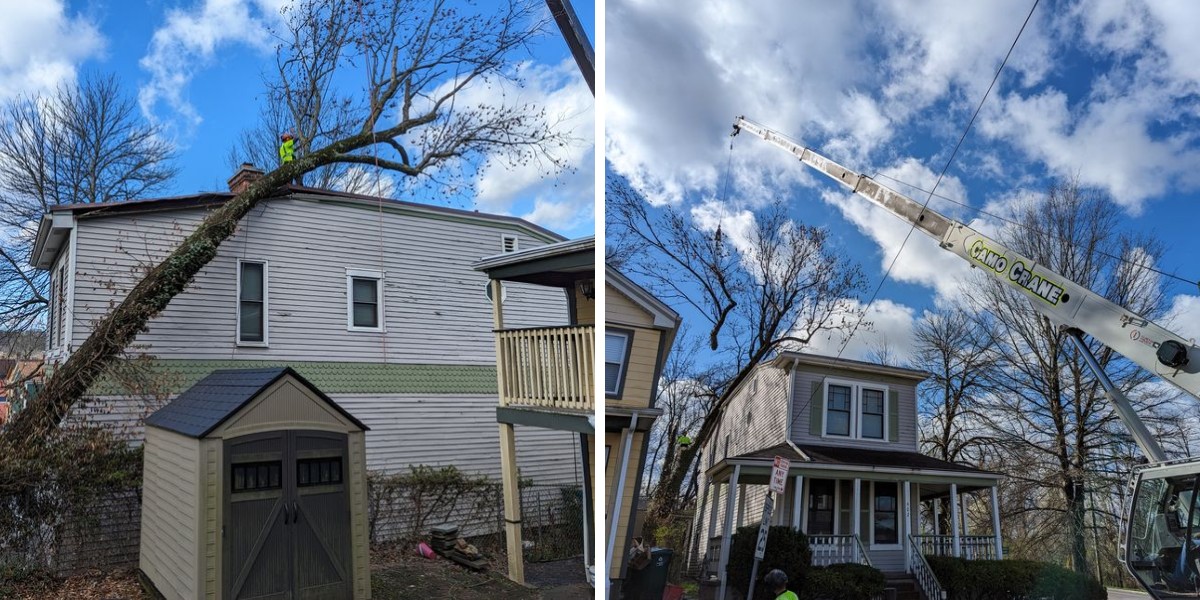 Why Cincinnati Tree Companies Won't Touch Your Tree: 4 Jobs That Require Specialized Equipment 1 Side-by-side photos showing a large tree fallen onto a Cincinnati home's roof next to a shed, and a crane positioned between houses to lift and remove it.