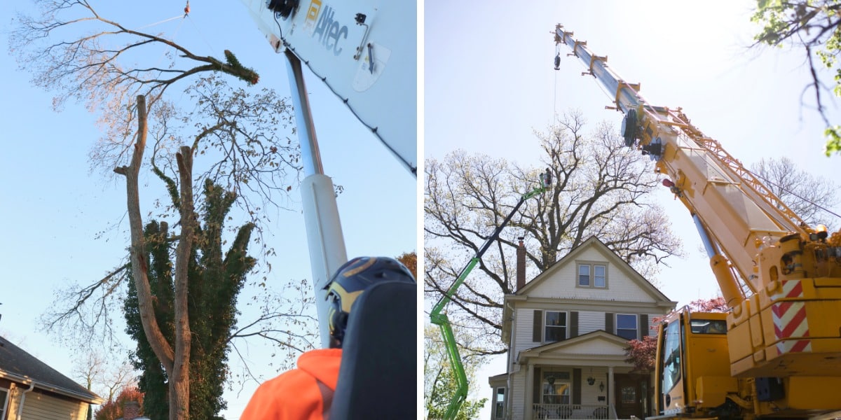 What to Expect with Large Tree Removal in Cincinnati 1 Two views of a Lefke Tree Experts crane and spider lift dismantling large trees near homes in Greater Cincinnati.