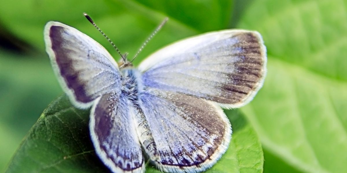 An endangered Karner blue butterfly rests on a green leaf.