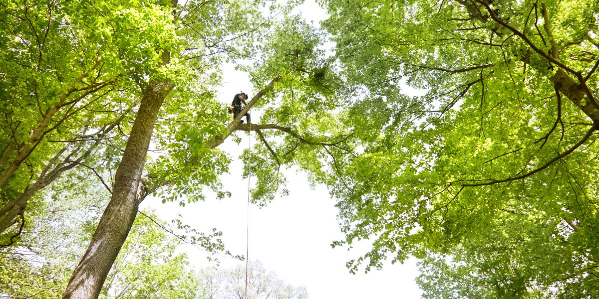 Lefke Tree Experts crew members work high in a tree canopy to prune large, mature trees in the Cincinnati area.