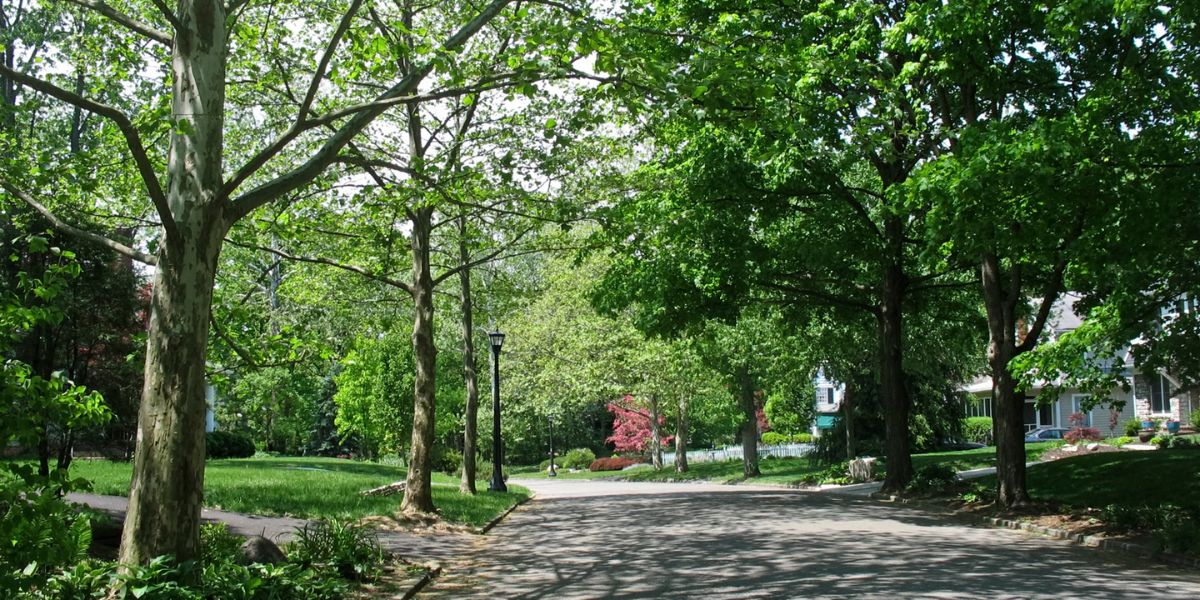 A residential street in Ohio lined with green shade trees.