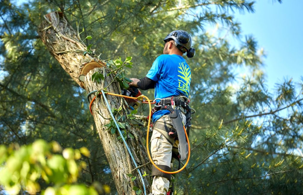 Lefke header tree removal climber