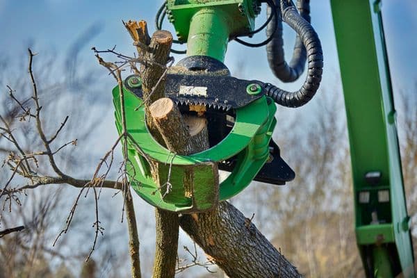 Cincinnati Tree Removal - Lefke Tree Experts