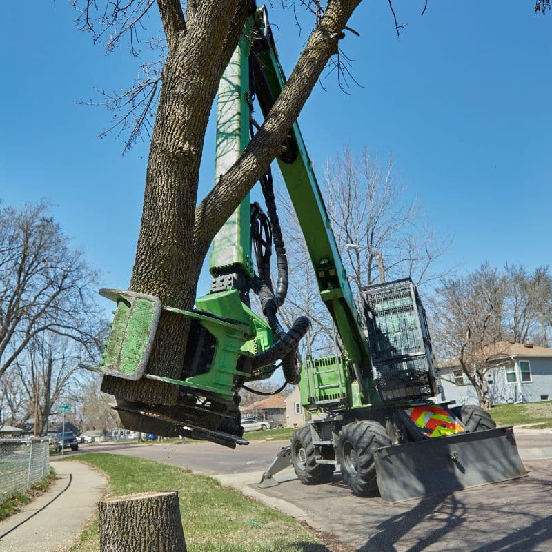 Cincinnati Tree Service Company - Lefke Tree Experts