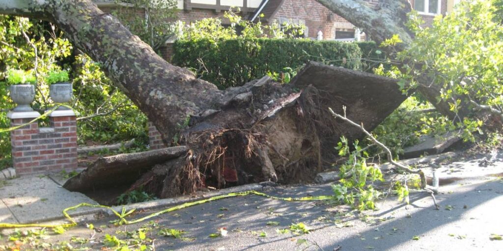 A tree that has fallen on an urban street with its roots exposed and prying up the sidewalk.