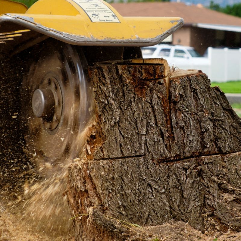 Lefke Tree Experts stump grinder removing a tree stump.