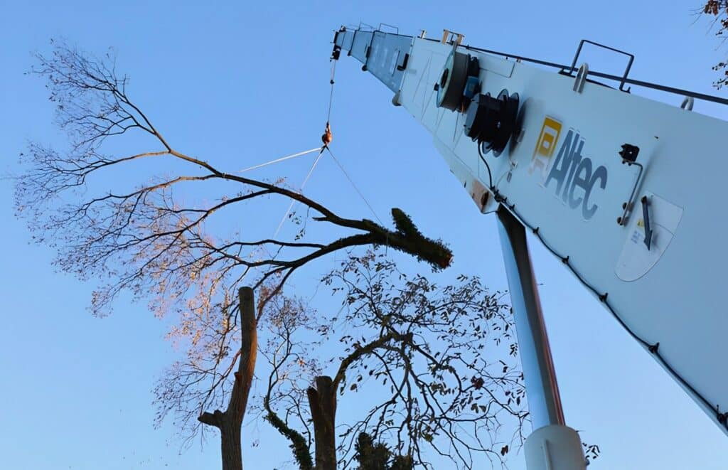 A crane lifts a large cut limb away from a leafless tree during a Cincinnati tree removal.