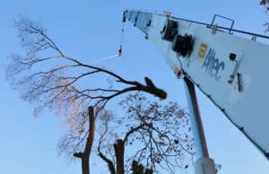 A crane lifts a large cut limb away from a leafless tree during a Cincinnati tree removal.