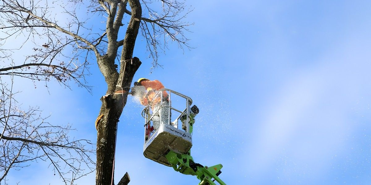 What Tree Work Should You Schedule Before Winter? 2 An arborist in a boom lift uses a chainsaw to cut into a large leafless tree during a winter removal.