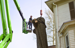 Arborist in a bucket lift dismantling the upper canopy of a large tree during a residential removal.