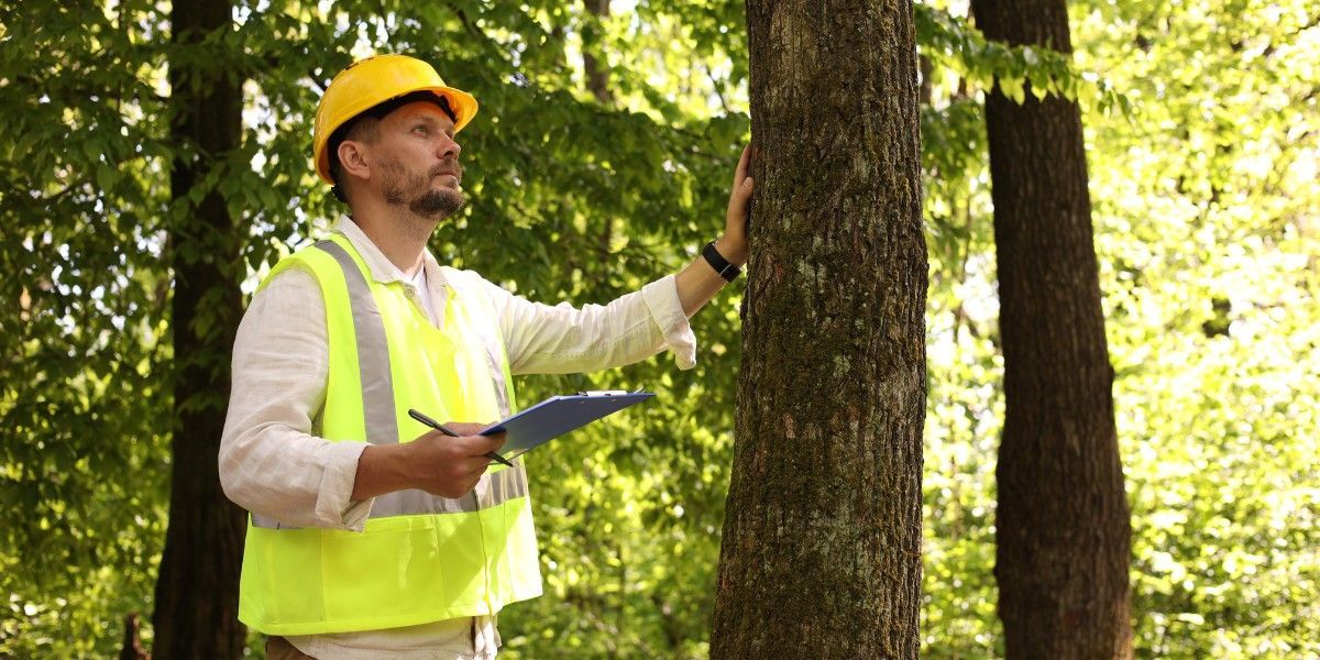 How Do I Know If My Tree Is Dangerous? 3 Arborist in a hard hat and safety vest examining a tree trunk and canopy with a clipboard.