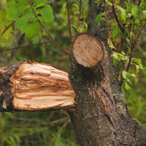 A tree branch with a jagged, splintered break next to a clean, rounded pruning cut on the same limb.