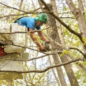 Lefke Tree Experts Llc fleet