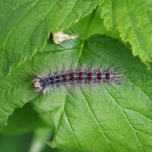 A spongy moth caterpillar defoliating a tree in Cincinnati.