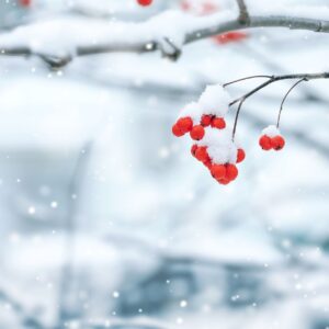 A small branch with red berries bending under the weight of snow in Cincinnati, OH.