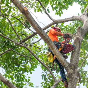 Lefke Tree Experts pruning large trees at a home near Cincinnati, Ohio.