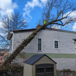 Tree care worker rigging a crane line to a large tree that has fallen onto the roof of a Cincinnati home after a storm, stabilizing it for safe removal.