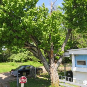 A tree with branches growing close to the house in Cincinnati, OH.