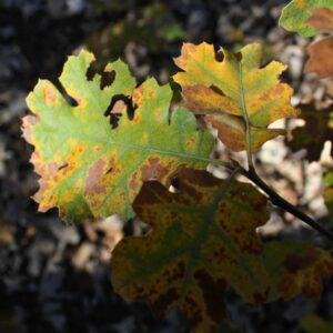 Closeup of damaged leaves on a diseased tree in Cincinnati, OH.