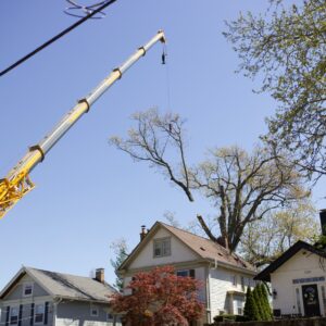 The Lefke Tree Experts team using a crane to lift a tree over a house in Loveland, OH.
