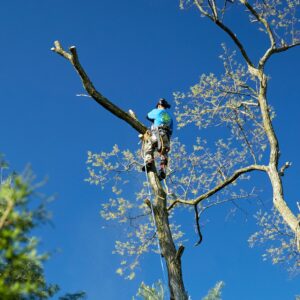 A member of the Lefke Tree Experts team removing a dead tree in Anderson, OH.