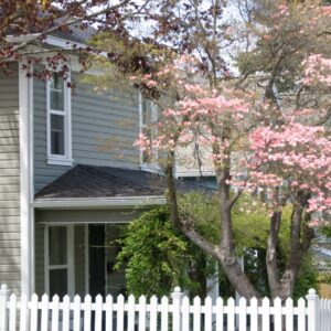 An Eastern redbud tree blooming in spring, in a small Cincinnati front yard.