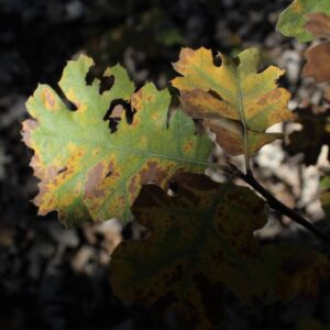 Oak leaves with yellowing and brown discoloration spreading from the edges inward, an early symptom of oak wilt infection.