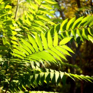 Tree of Heaven compound leaves with multiple pointed leaflets arranged in pairs along a central stem, backlit by sunlight in a Cincinnati yard.