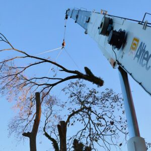 A crane lifts a large cut limb away from a leafless tree during a Cincinnati tree removal.