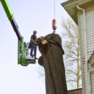 Arborist in a bucket lift dismantling the upper canopy of a large tree during a residential removal.