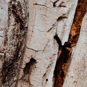 Close-up of a deep vertical crack splitting the trunk of a decaying tree.