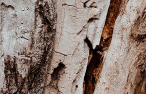 Close-up of a deep vertical crack splitting the trunk of a decaying tree.