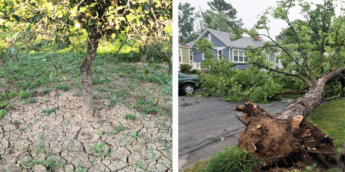 Cracks in the soil near the base and a new lean can mean the roots have moved. Cracked, heaved soil at the base of a leaning tree after a storm in Hamilton County, Ohio.