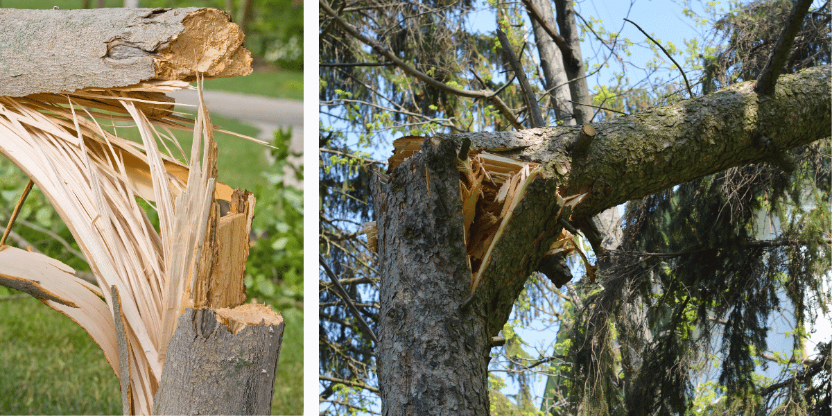 Broken limbs high in the crown can keep moving after the storm has passed and stay a falling hazard. Cracked limb hanging at an odd angle high in the crown of a tree after a storm.