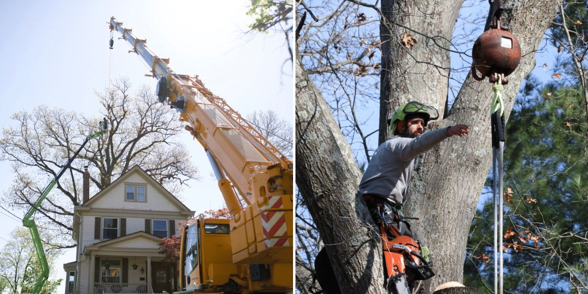 When to Remove a Large Tree Near Cincinnati 1 Crane lifting a cut tree section while an arborist works aloft during a large tree removal.