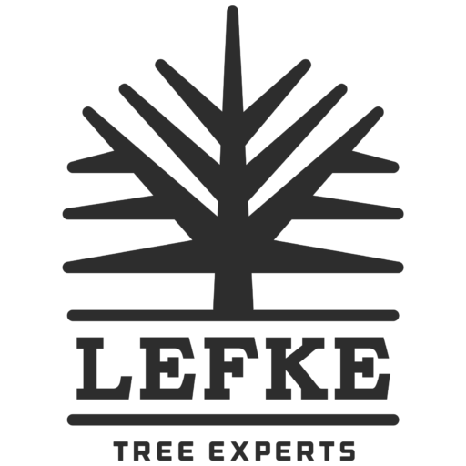 https://lefketree.com/wp-content/uploads/cropped-Lefke_Logo_Standalone_800x800-copy.png