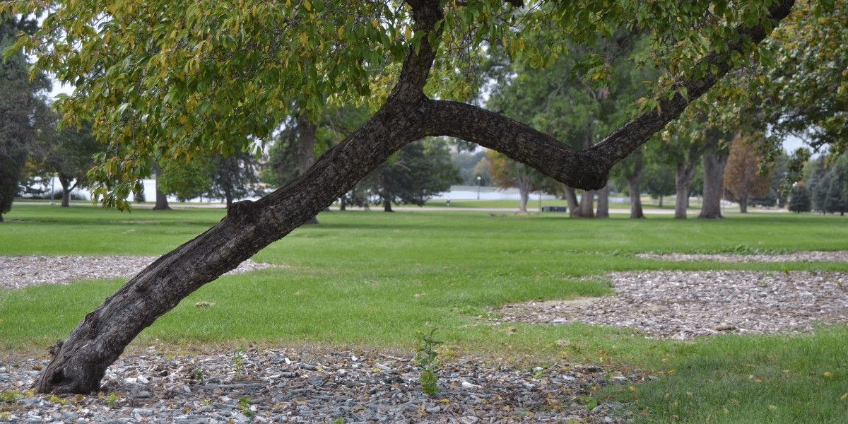 When to Remove a Large Tree Near Cincinnati 2 Large tree leaning toward a house on a residential property, a warning sign of possible root failure.