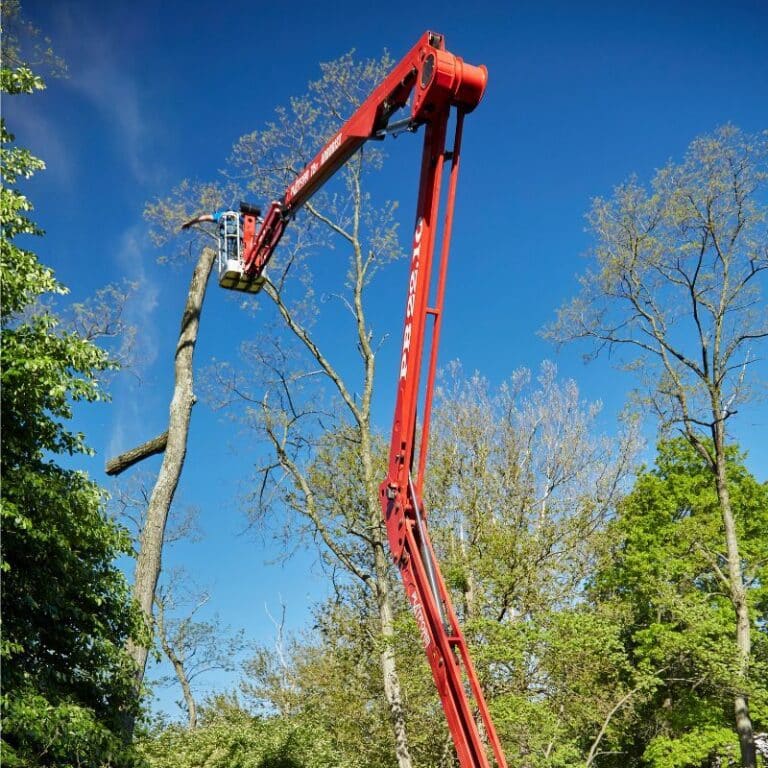 Cincinnati Tree Service Company - Lefke Tree Experts