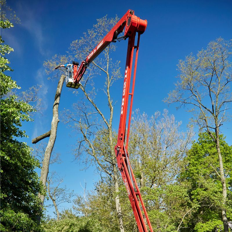 red equipment for tree removal